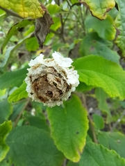 Varronia macrocephala