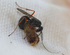 Auplopus mellipes