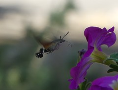 Macroglossum stellatarum