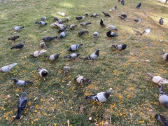 Columba livia domestica