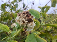 Varronia macrocephala