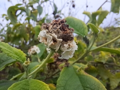 Varronia macrocephala