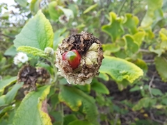 Varronia macrocephala