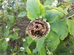 Varronia macrocephala