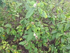 Varronia macrocephala