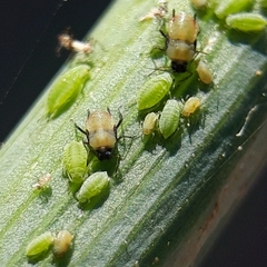 Cavariella aegopodii
