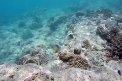 Chaetodon triangulum