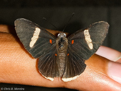 Melanis leucophlegma
