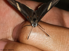 Melanis leucophlegma
