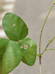 Desmodium ochroleucum