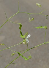 Desmodium ochroleucum