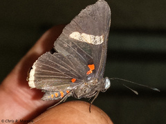Melanis leucophlegma