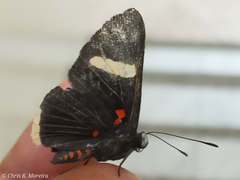 Melanis leucophlegma