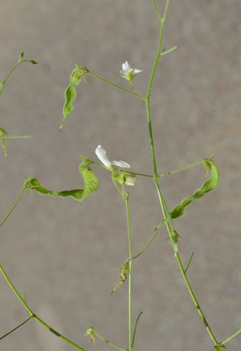 Image of Desmodium ochroleucum by (c) Daniel McNair, some rights reserved (CC BY)