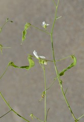 Desmodium ochroleucum