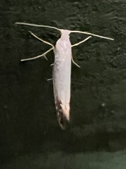 Argyresthia subreticulata