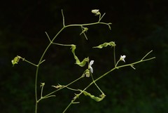 Desmodium ochroleucum