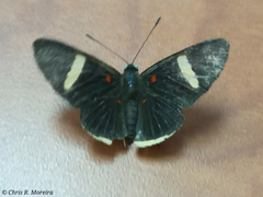 Melanis leucophlegma