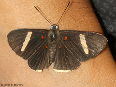 Melanis leucophlegma
