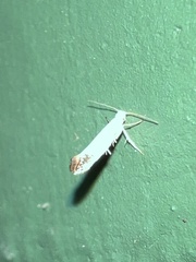 Argyresthia subreticulata