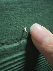 Argyresthia subreticulata