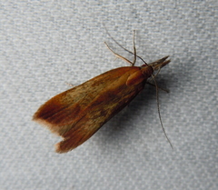 Dichomeris ustalella