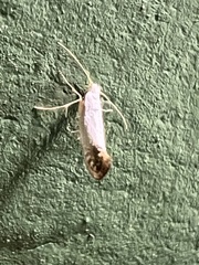 Argyresthia subreticulata