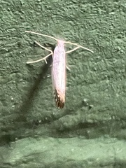 Argyresthia subreticulata