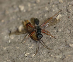 Auplopus mellipes