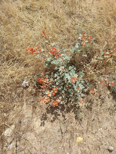 Munro's globemallow (Sphaeralcea munroana)