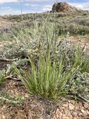 Danthonia unispicata