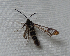 Synanthedon conopiformis