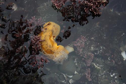 Peltodoris nobilis