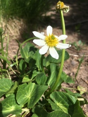 Caltha chionophila