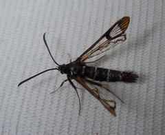 Synanthedon conopiformis