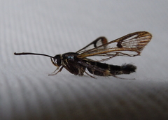 Synanthedon conopiformis