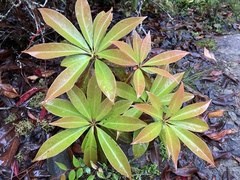 Schima superba superba