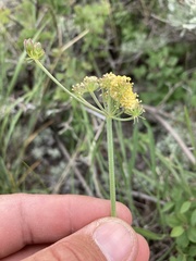 Lomatium simplex