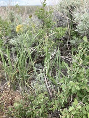 Lomatium simplex