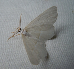 Campaea margaritaria