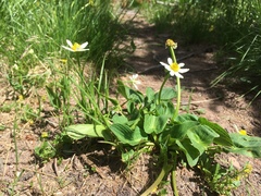 Caltha chionophila