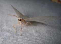 Campaea margaritaria