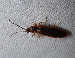 Denticollis linearis