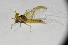 Stenacron interpunctatum heterotarsale