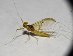 Stenacron interpunctatum heterotarsale