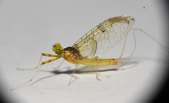 Stenacron interpunctatum heterotarsale