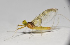 Stenacron interpunctatum heterotarsale