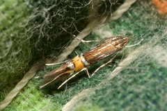 Cosmopterix scribaiella