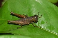 Maculiparia