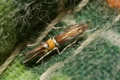 Cosmopterix scribaiella